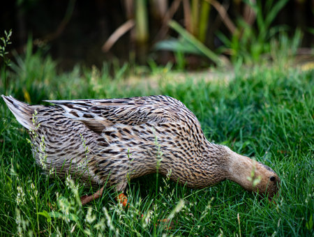 Duck on the grass in the park. Selective focus.の写真素材