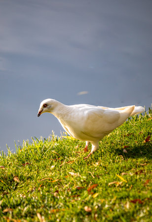 White pigeon walking on the green grass near the lake in the parkの写真素材