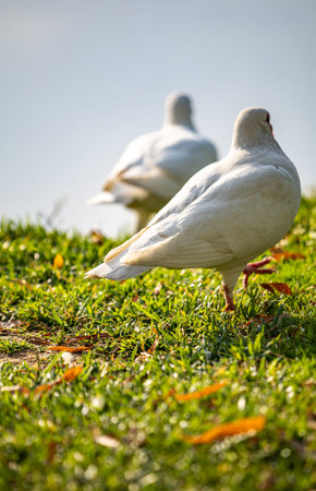 White pigeons on green grass in the park. Close up.の写真素材