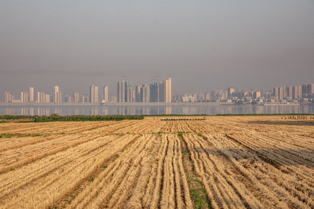 Harvested rice field and city skyline, closeup of photoのeditorial素材