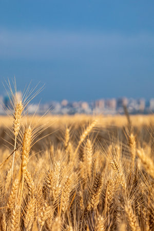 golden wheat field on blue sky background with cityscape in the distanceの写真素材