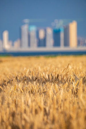 Golden wheat field with in the background. Shallow depth of fieldの写真素材