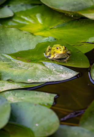 Green frog sitting on a lotus leaf in a small pond.の写真素材