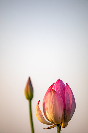 Pink lotus flower blooming in the pond with soft light.の写真素材