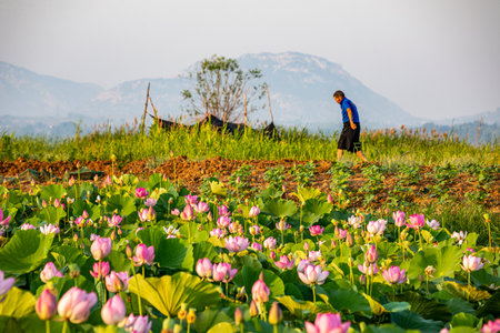 Unidentified man is standing in lotus field in Thailand.の写真素材