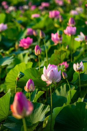 Lotus flower and Lotus flower plants in the pond at morning.の写真素材