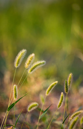 grass flower in the morning light, shallow depth of field, soft focusの写真素材