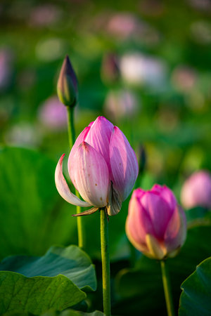 Pink lotus flower blooming in the pond with green leaf backgroundの写真素材