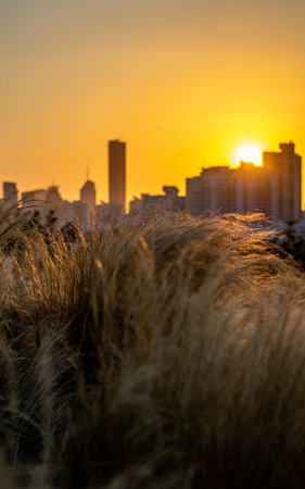 Dry grass in the foreground of the cityscape at sunset.の写真素材