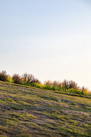 Grassland with blue sky at sunset time. Nature background.の写真素材