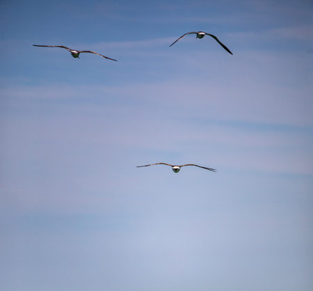 Three seagulls flying in the blue sky