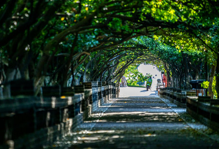 Garden walkway in the park at Chiang Rai province.の写真素材
