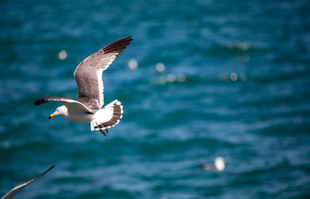 Seagull flying over the sea. Seagull flying over the sea.の写真素材