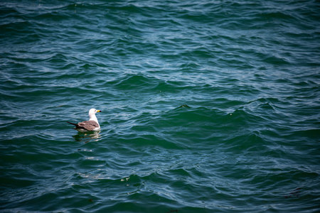 Seagull on the sea. Beautiful seagull on the sea.の写真素材