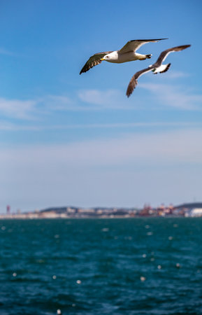 Seagull flying in the blue sky over the sea and the cityの写真素材
