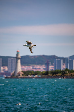 Seagull flying in front of the lighthouse.の写真素材