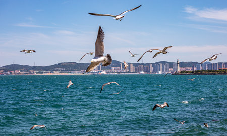 Seagulls flying over the seaの写真素材