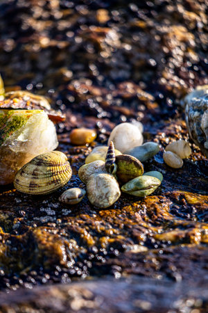 Sea shells on the beach with pebbles and water drops.