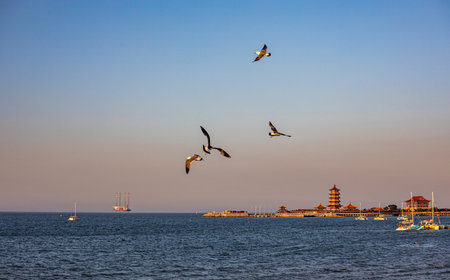 Seagulls flying in the sky at sunset
