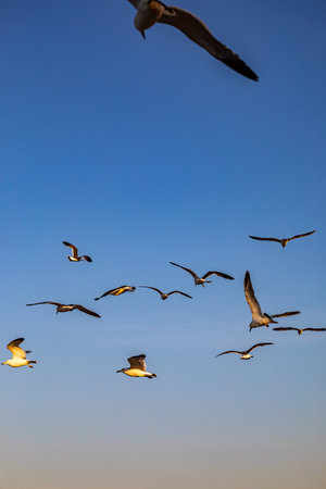 Seagulls flying in the blue sky, nature series.