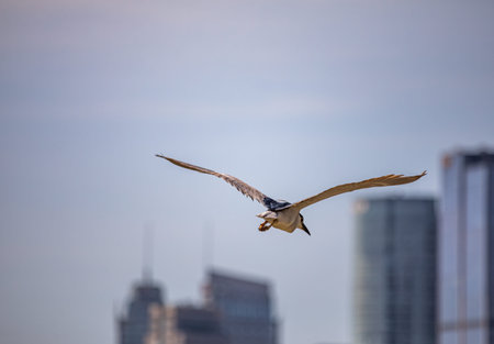 Seagull flying in the blue sky with skyscrapers in the background