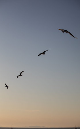 Seagulls flying over the sea at sunset. Seagulls in flight