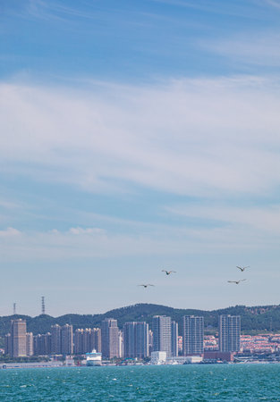 Seagulls flying over the city.の写真素材