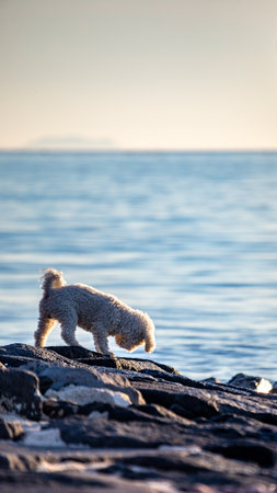 White poodle dog standing on the rocks near the sea at sunsetの写真素材