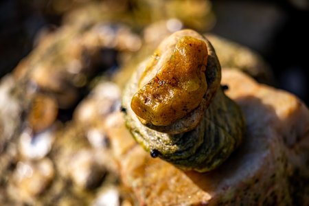 Close-up of a snail on a rock. Selective focus.の写真素材