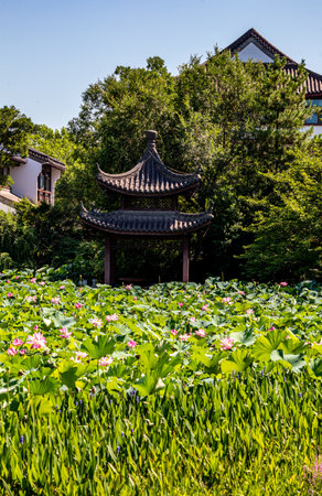 Lotus pond and pavilion in Hangzhou West Lake, Chinaの写真素材