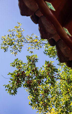 Cherries on the tree with blue sky background, Thailand.
