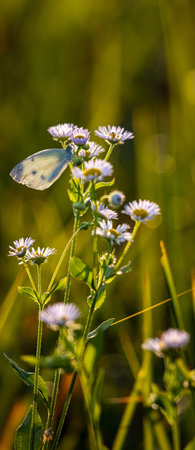 Butterfly on a flower in the meadow at sunset.