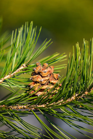 Pine branch with cones on a background of green foliage close-up