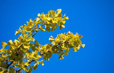 Ginkgo biloba leaves on blue sky background with copy space