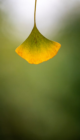 Ginkgo biloba leaf on blurred background, close-up