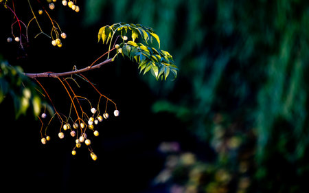 Branch of a tree with yellow berries on a black background.の写真素材