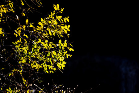 Autumn leaves on the branches of trees in the forest at night