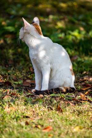 Cute cat sitting on the grass in the garden in sunny dayの写真素材