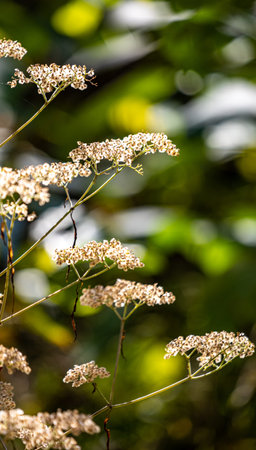Wild flowers in Chiangmai province, Thailand. Nature background.