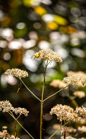 Daucus carota flowers in autumn, closeup of photo.