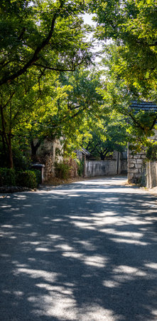 Asphalt road with green trees in the old town of Seoul, South Koreaの写真素材