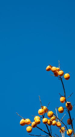 Orange persimmon on the tree against the blue sky. Selective focus.の写真素材