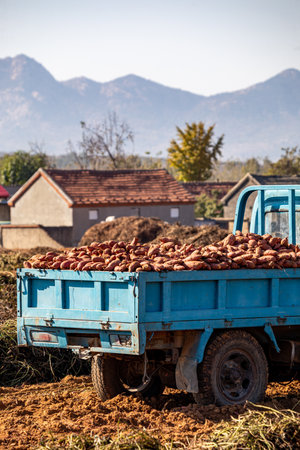 Harvesting potatoes in the countryside. Harvesting potatoes on the farm.の写真素材