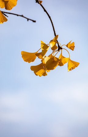 Ginkgo biloba leaves on blue sky background, autumn season