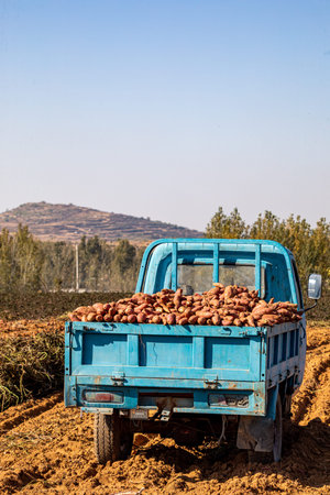 Harvesting potatoes in the field, truck carrying freshly dug potatoes