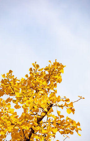 yellow ginkgo leaves on blue sky background, fall season concept