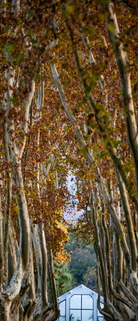 A vertical shot of trees in the park with a large window in the background