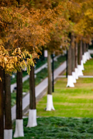 Row of trees in a row in the park in autumn day.の写真素材