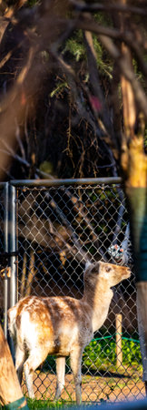 Fallow deer in the park in the city of Valencia, Spainの写真素材
