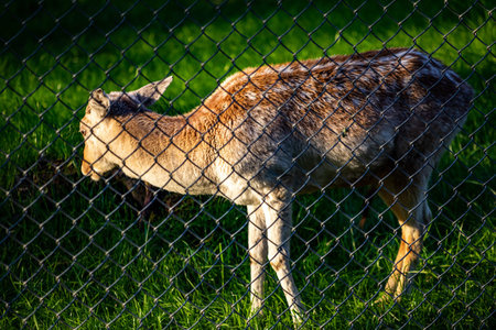 Fallow deer behind the fence at sunset in the city park.の写真素材